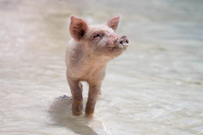 Transplante de ruim entre animal e ser humano