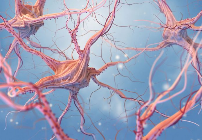 Origem dos neurônios: Criatura de 800 milhões de anos revela segredos