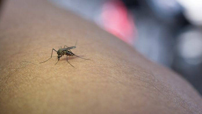 Combate à dengue: Joinville é selecionada pelo Ministério da Saúde para usar tecnologia