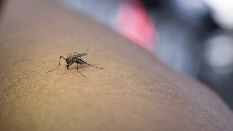 Combate à dengue: Joinville é selecionada pelo Ministério da Saúde para usar tecnologia