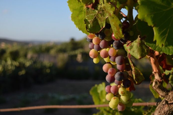 Vinhos da Faria Lima: Empresários investem em vinícolas no Brasil e no exterior