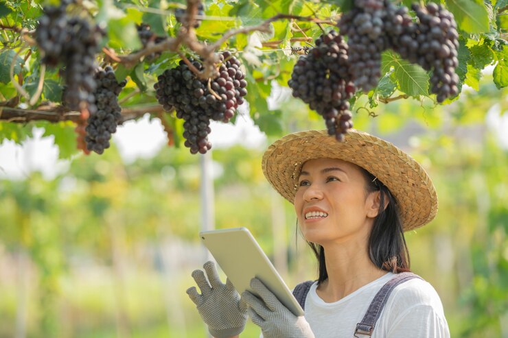 Conheça cultivar de uva própria para vinhos espumantes na Serra Gaúcha