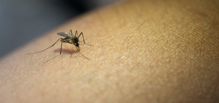 Dengue nas periferias: Saúde adota tecnologia de contenção