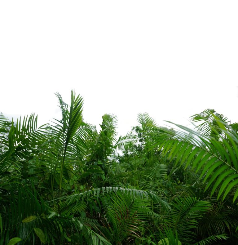 Preservação do meio ambiente: Prefeitura de SP usa tecnologia de ponta